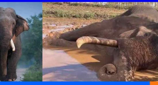 காவன்திஸ்ஸ யானை மரணம் தொடர்பில் விசாரணை